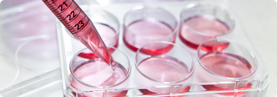 6-well plate cell culture dish 