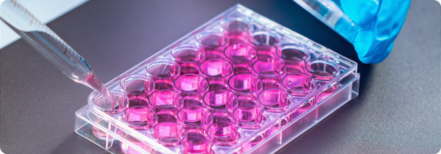  24-well cell culture plate 